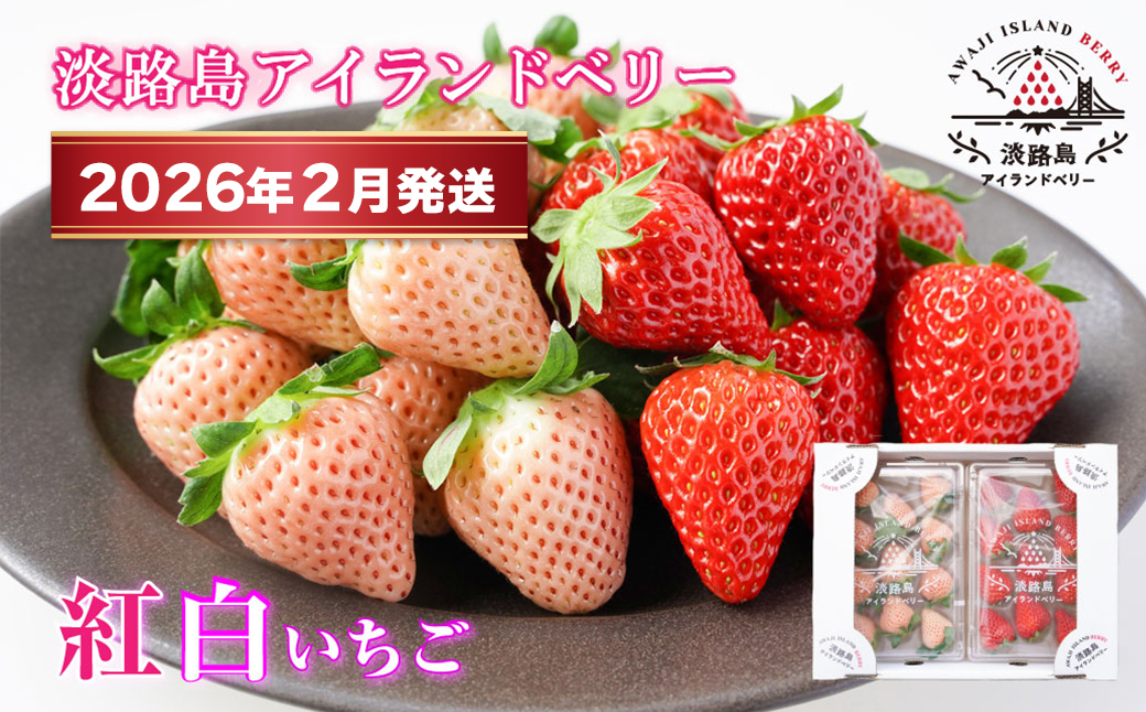 淡路島アイランドベリー　紅白いちご　淡雪/とちおとめ【2