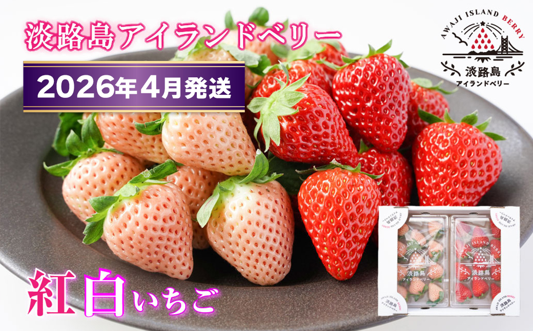 淡路島アイランドベリー　紅白いちご　淡雪/とちおとめ【2