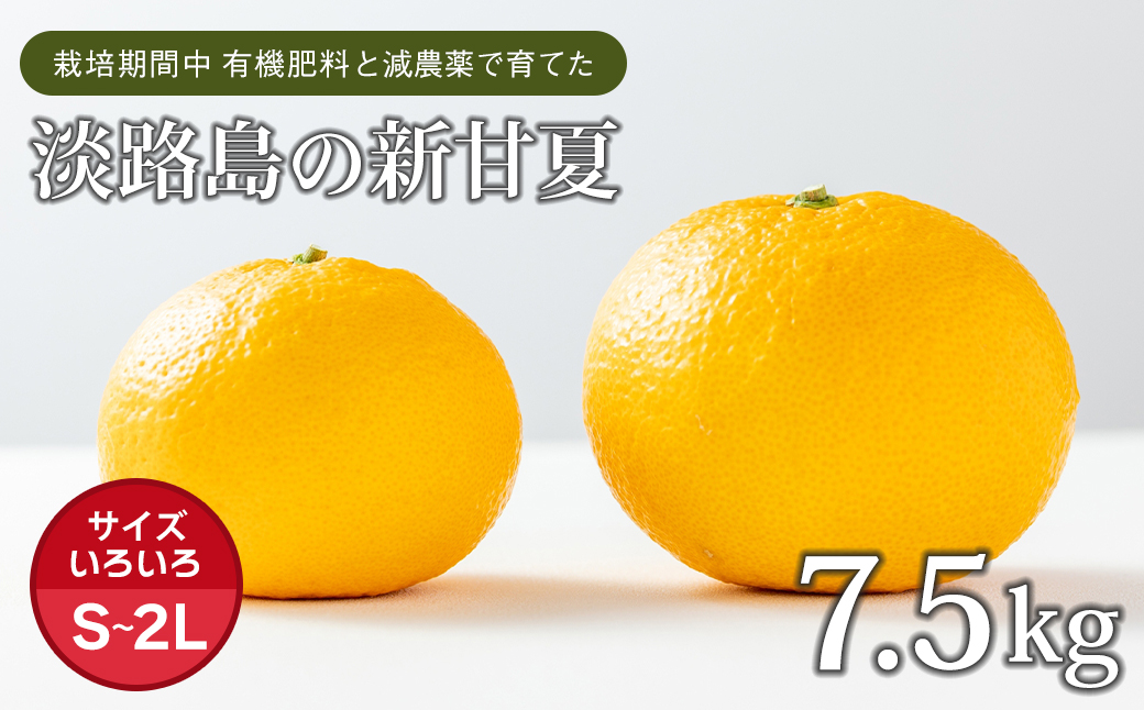 片山農園の淡路島産新甘夏7.5kg【サイズいろいろS～2Lサイズ