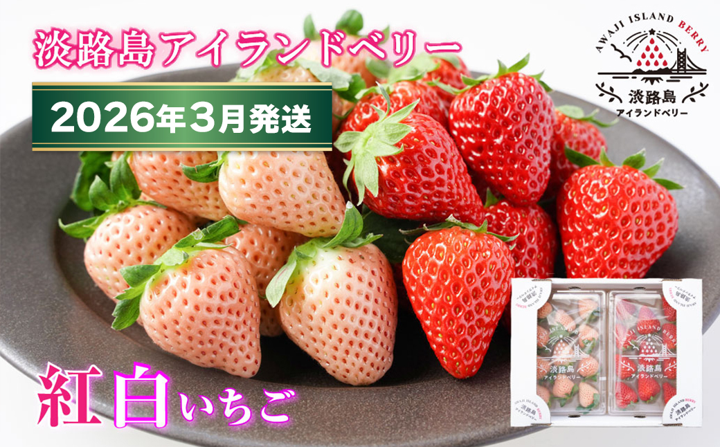 淡路島アイランドベリー　紅白いちご　淡雪/とちおとめ【2
