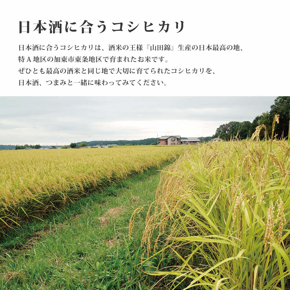 お米 令和7年産 日本酒に合う コシヒカリ 白米 10kg (5kg×2)[ 米 こめ コメ 精米 ]