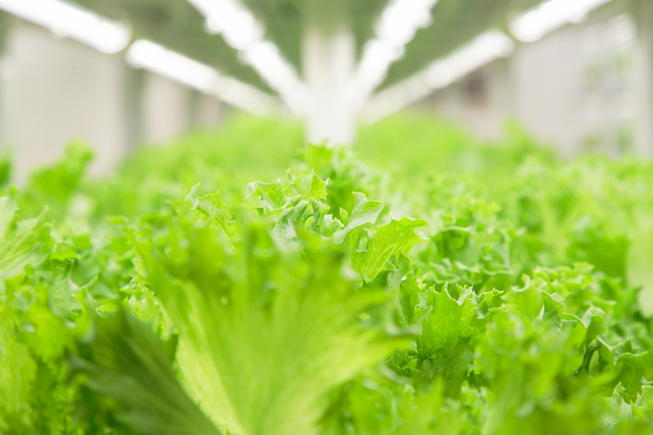 植物工場産　洗わずに食べられるフリルレタス　12袋セット [野菜 水耕栽培 栽培期間中農薬不使用]