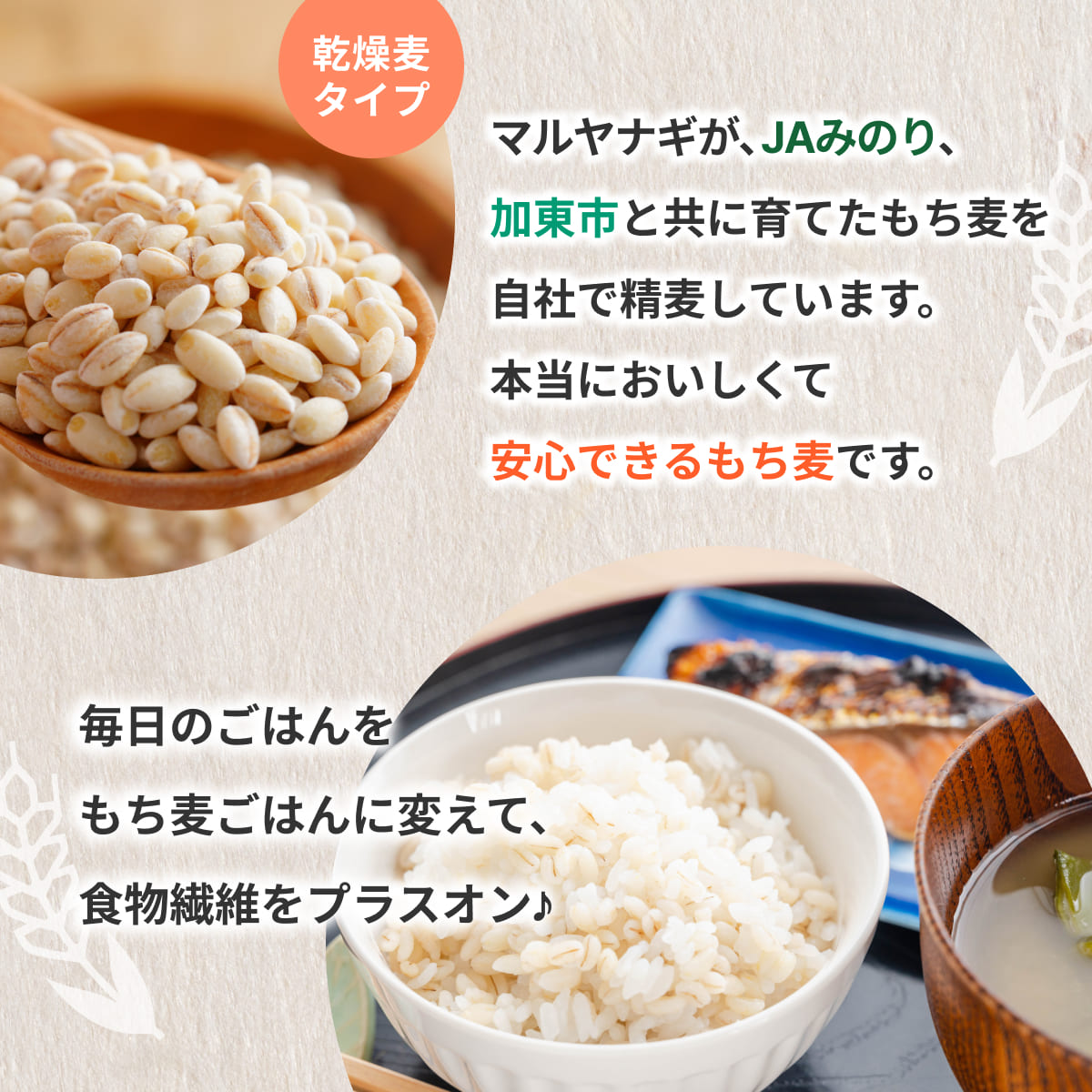 兵庫育ちの もち麦 5kg[国産 キラリモチ 食物繊維 ]