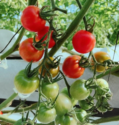 トマトジュース（MORIMORIトマト使用）1000ml×2本 [野菜ジュース 野菜 国産 健康 栄養価 リコピン 安心 安全 ]