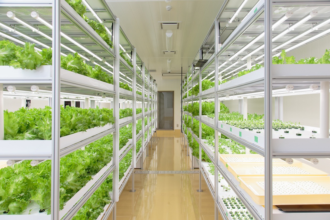 植物工場産　洗わずに食べられるフリルレタス　12袋セット [野菜 水耕栽培 栽培期間中農薬不使用]