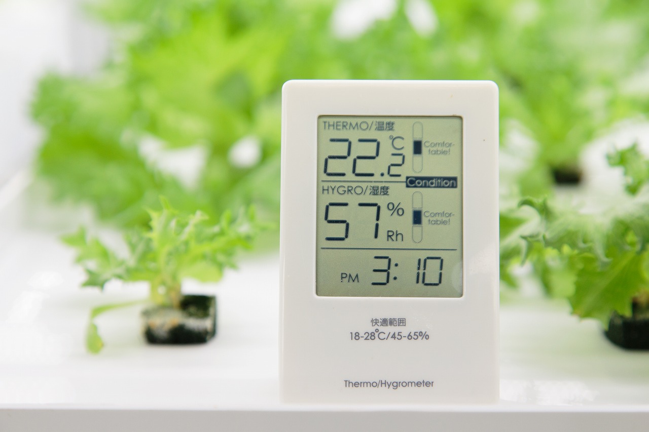 植物工場産　洗わずに食べられるフリルレタス　12袋セット [野菜 水耕栽培 栽培期間中農薬不使用]