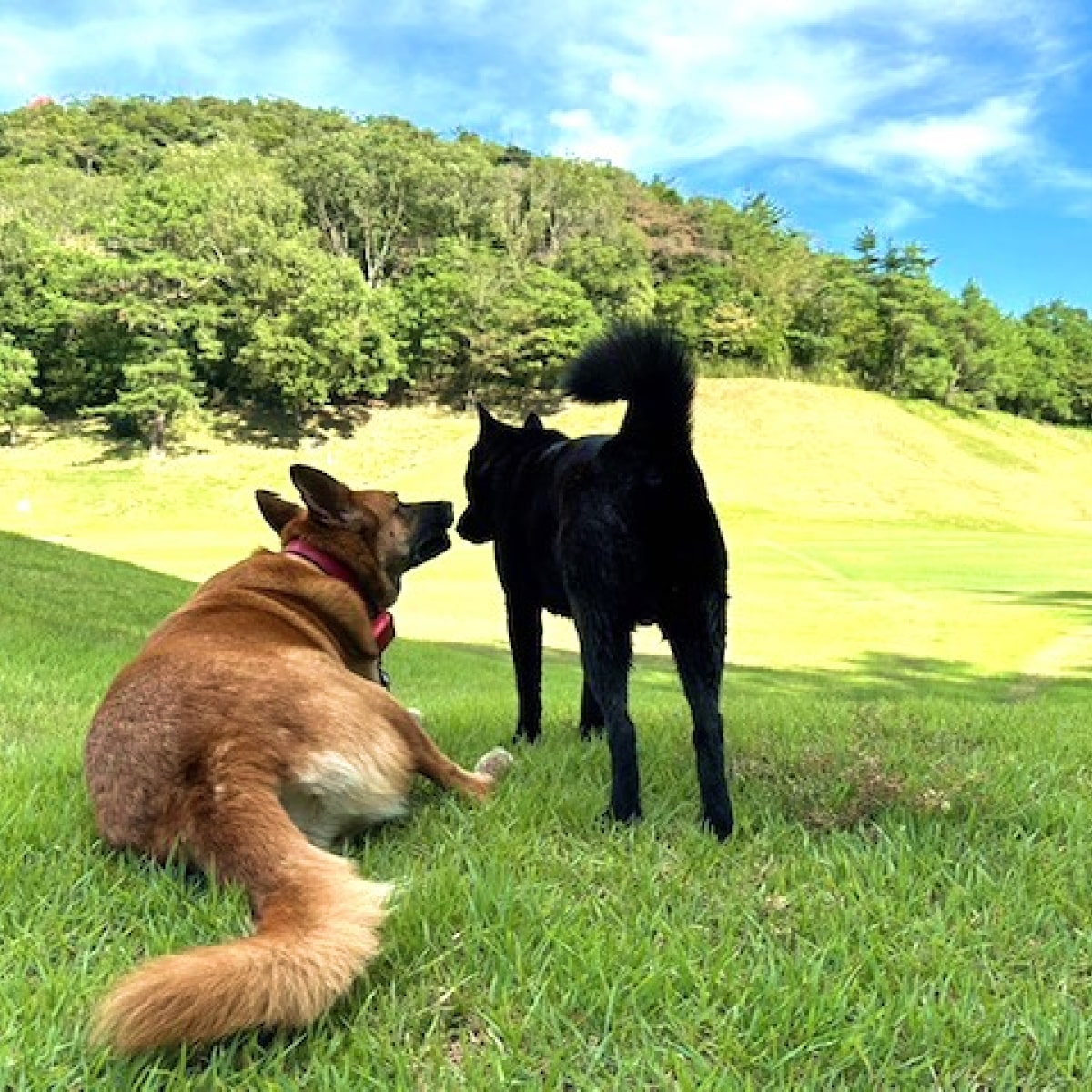 サンロイヤルゴルフクラブ 平日 1名様 プレー券 [ サンロイヤルGC ゴルフ 加東市 兵庫県 関西 ゴルフ場 ]