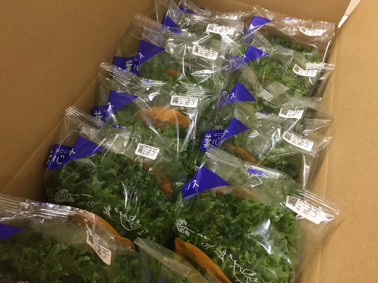 植物工場産　洗わずに食べられるフリルレタス　12袋セット [野菜 水耕栽培 栽培期間中農薬不使用]