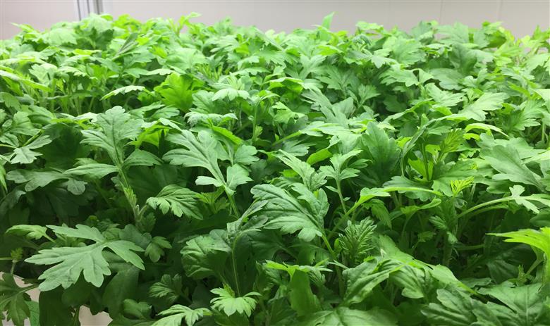 よもぎ玄米ソフトバーム [お菓子 スイーツ 焼き菓子 バウムクーヘン]