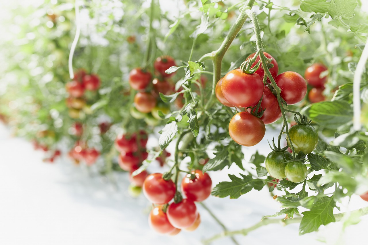 甘ほっぺの トマトジュース ・ ケチャップ ・ ジャム 3点セット[野菜 野菜ジュース ドリンク 調味料]