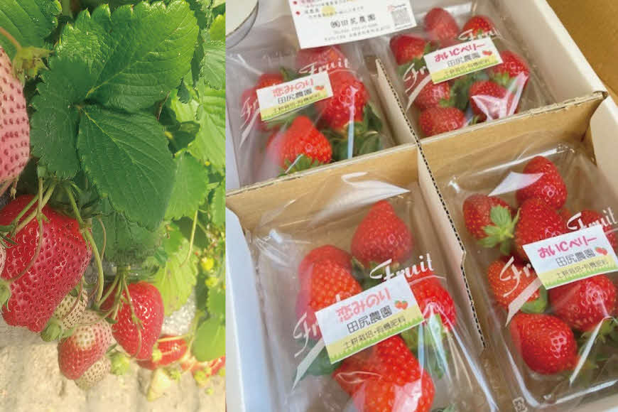 田尻農園の土耕栽培 いちご 詰め合わせ8パック 約1.8kg〔イチゴ 苺 ストロベリー 産地直送 甘い フルーツ 果物 詰合せ 大容量〕