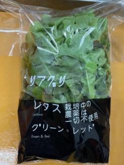 H-207　ブーケレタス（赤と緑）