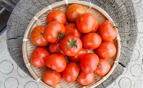 H-14  【昭和初期から受け継ぐ伝統栽培】酸味と甘みのバランスがよい「揖保川トマト」2kg【発送時期：12月～６月】