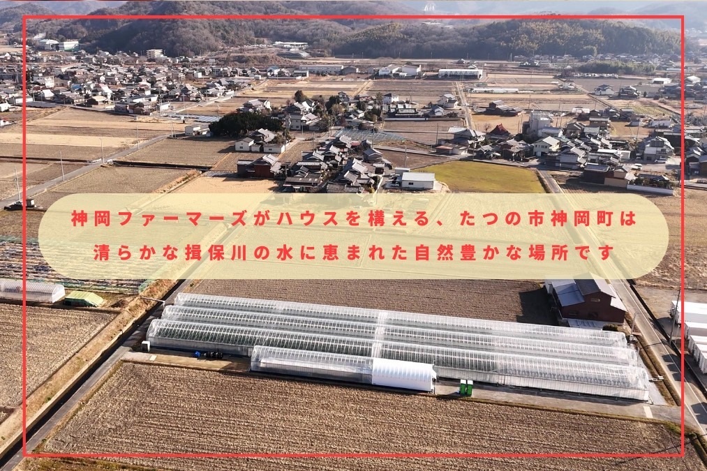 H-232　フルーツトマト【発送時期：1月～6月】