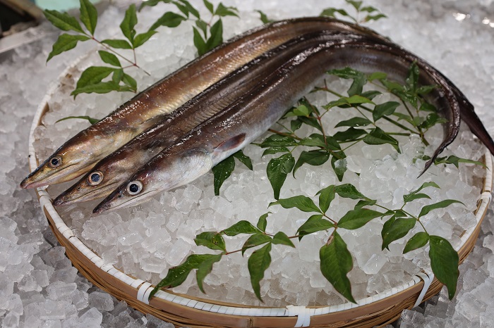 G-157　瀬戸内海産 天然はも骨切り