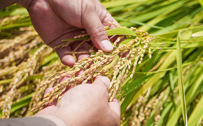 T-2【有機JAS認証】農薬不使用 にこまる 玄米 5kg