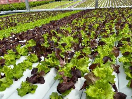 H-207　ブーケレタス（赤と緑）