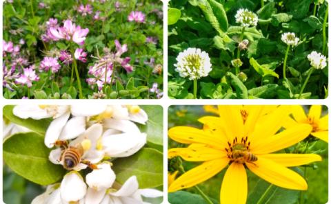 H-73　【国産無添加】たつのの自然が育んだ天然「百花はちみつ」250g×2瓶