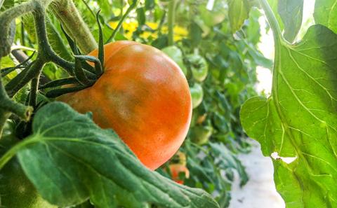 H-14  【昭和初期から受け継ぐ伝統栽培】酸味と甘みのバランスがよい「揖保川トマト」2kg【発送時期：12月～６月】