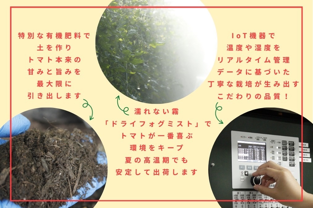 H-232　フルーツトマト【発送時期：1月～6月】