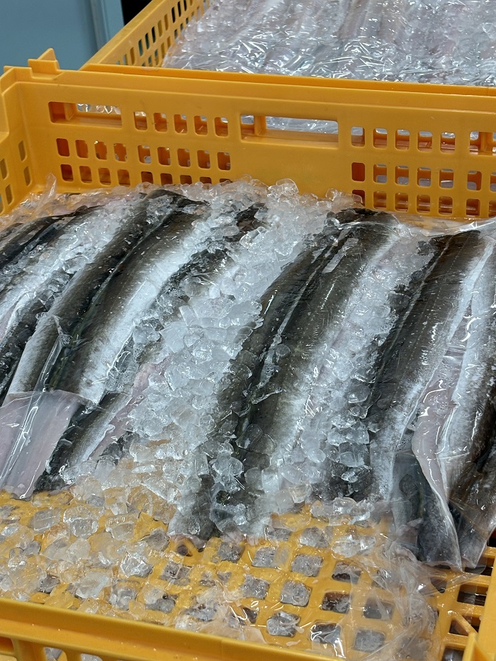 G-157　瀬戸内海産 天然はも骨切り