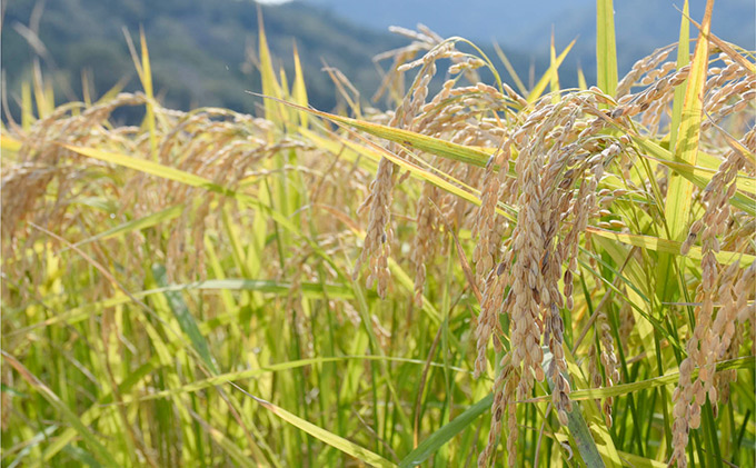 U-12【日本酒】 大黒正宗 純米大吟醸 (兵庫錦) 720ml