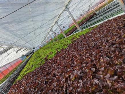 H-207　ブーケレタス（赤と緑）