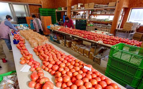 H-14  【昭和初期から受け継ぐ伝統栽培】酸味と甘みのバランスがよい「揖保川トマト」2kg【発送時期：12月～６月】