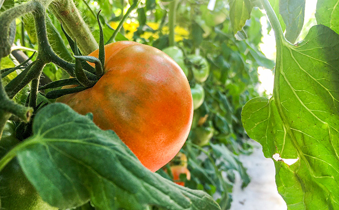 G-9【昭和初期から受け継ぐ伝統栽培】酸味と甘みのバランスがよい「揖保川トマト」4kg【発送時期：12月～６月】