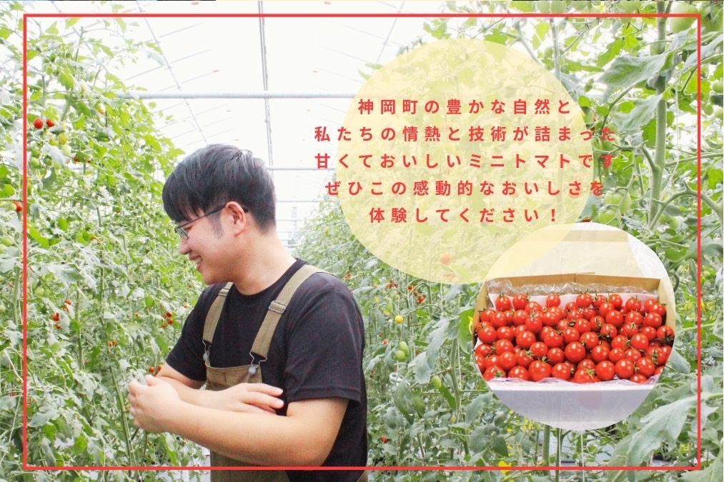 H-232　フルーツトマト【発送時期：1月～6月】