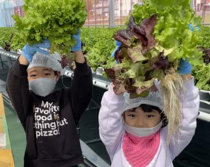 H-207　ブーケレタス（赤と緑）