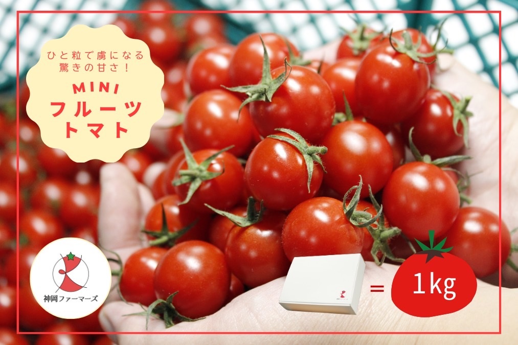 H-232　フルーツトマト【発送時期：1月～6月】