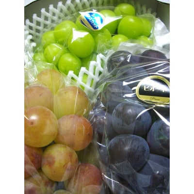 厳選 3種類のぶどう食べ比べセット【配送不可地域：離島・北海道・沖縄県】