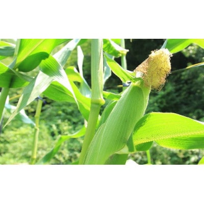 【産地直送】猪名川町産スイートコーン　10本(約3～4kg)【配送不可地域：離島】