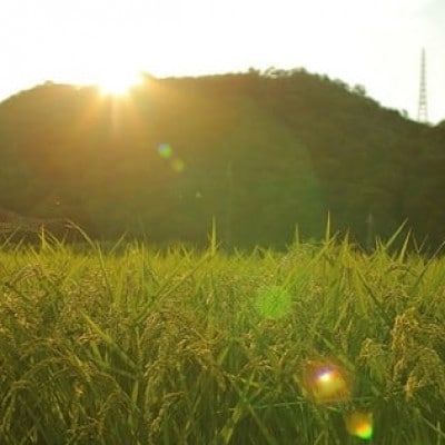 猪名川町のお米・コシヒカリ(精米)約9kg