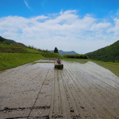 猪名川町のお米・コシヒカリ(精米)約18kg