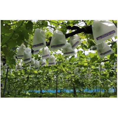 3種のぶどう詰め合わせ【配送不可地域：離島】