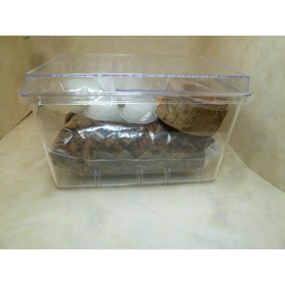 ニジイロクワガタ成虫ペア飼育セット付