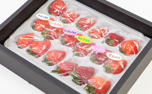 猪名川町産　多品種食べ比べ　いちご(18粒)【配送不可地域：離島・北海道・沖縄県】