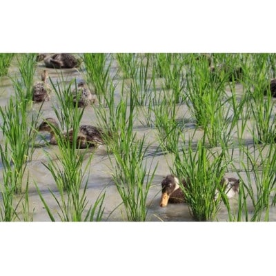 猪名川町産あいがも米(コシヒカリ10kg)玄米