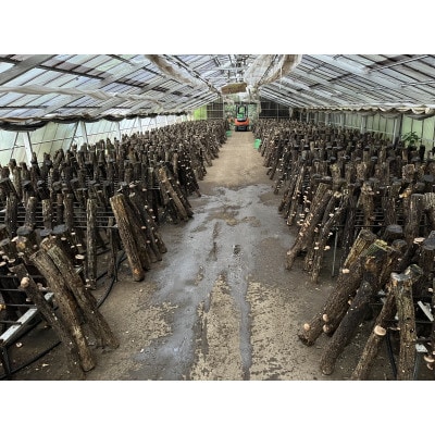 仲しい茸園のしい茸狩り＆バーベキュー　＜大人2名様分＞