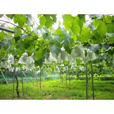 厳選 3種類のぶどう食べ比べセット【配送不可地域：離島・北海道・沖縄県】