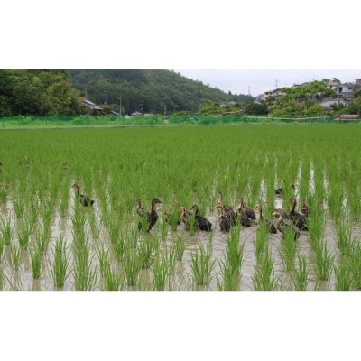 猪名川町産あいがも米コシヒカリ(精米)約9kg