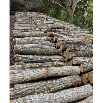 原木しい茸栽培キット