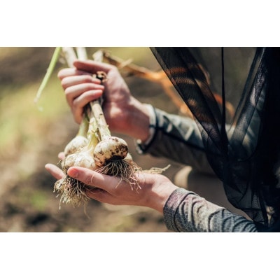 プレミアム有機黒にんにく100g×4セット