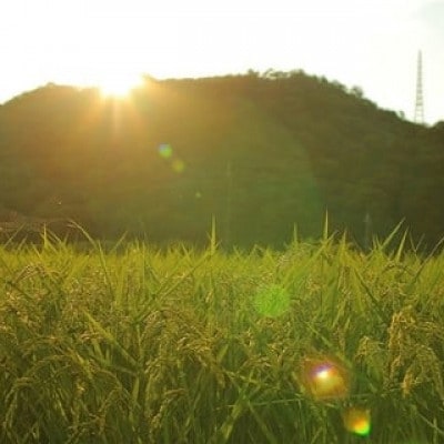 猪名川町のお米・コシヒカリ(精米)約18kg