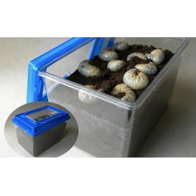 カブト虫幼虫飼育セット