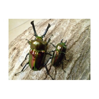 ニジイロクワガタ成虫ペア