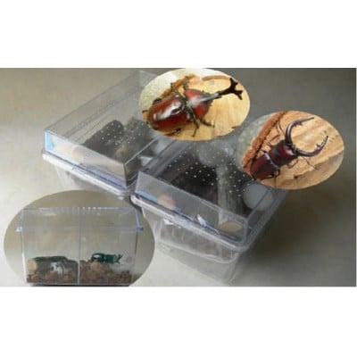 カブト虫・ノコギリクワガタ成虫ペア