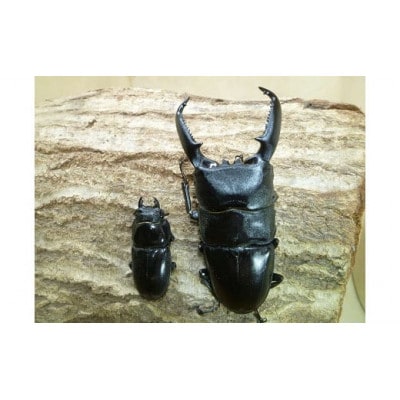 パラワンオオヒラタ成虫ペア